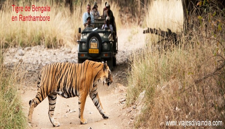 Tigre de Bengala en Ranthambhore